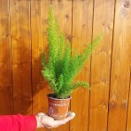 Asparágus (Asparagus densiflorus) 'MEYERI'- výška 25-30 cm, kont.C1L